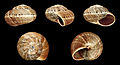 * Nomination Shell of a Canarian land snail, Theba geminata --Llez 05:55, 25 December 2013 (UTC) * Promotion Good quality --Shansov.net 08:48, 25 December 2013 (UTC)