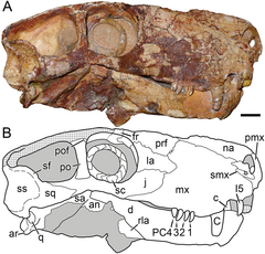 Photographie (en haut) et croquis (en bas) du crâne holotype de Viatkogorgon avec un grand anneau sclérotique dans l'orbite, ce qui peut indiquer des habitudes nocturnes.