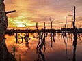 Zonsondergang in het verdronken bos van de Alde Feanen, national park, Netherlands 2014-06-09.