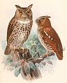 Otus silvicola & Otus alfredi