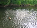 The foundations of the wooden bridge in the river, 2008