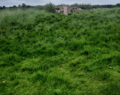 Earthworks of a 7th century house at Baginton