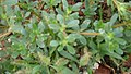 Common Purslane (Αντράκλα ή Γλιστρίδα)