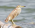 Chinese Pond Heron