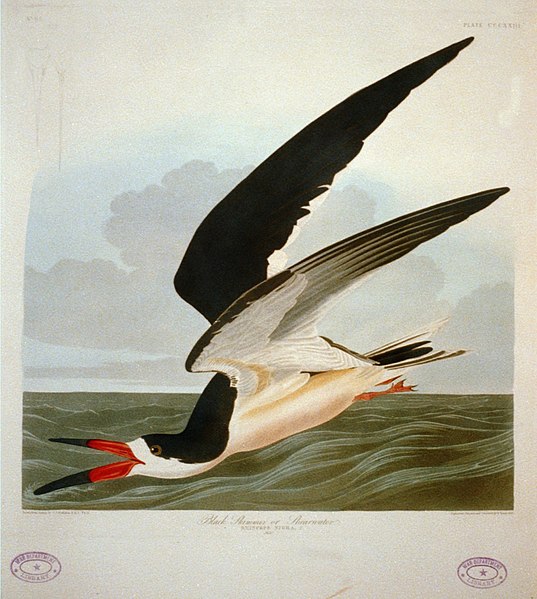 File:Black Skimmer LCCN2002718983.jpg