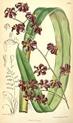 Cyrtochilum edwardii