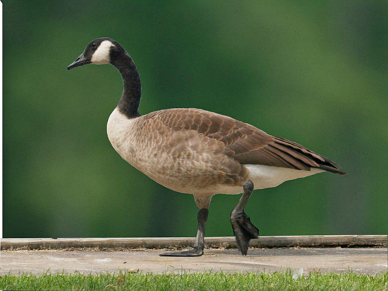 File:Canada Goose (Branta canadensis) RWD.jpg