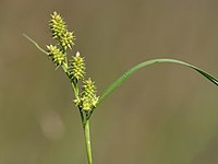 Carex demissa