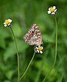 * Nomination Close wing position Nectaring of Junonia lemonias (Linnaeus, 1758) - Lemon Pansy . By User:Sandipoutsider --TAPAN1412 15:23, 14 October 2024 (UTC) * Promotion  Support Good quality. --Alexander-93 19:27, 14 October 2024 (UTC)