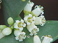 Çiçəkləri xaçnövlü kolleksiyası (Colletia cruciata)