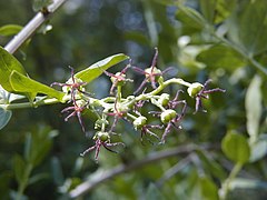 Coriaria myrtifolia