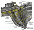 El plexe braquial dret (porció infraclavicular) a la fossa axil·lar; vista inferior i anterior.