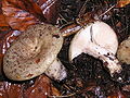 Ryzec zelený (Lactarius blennius)