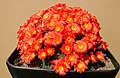 Rebutia senilis v.stuemeri P249 (Khanon s2000)