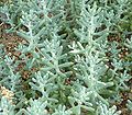 Sedum pachyphyllum