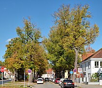 Sommerlindenallee Naturdenkmal in KW.jpg