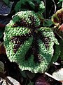 Leaf of Begonia masoniana