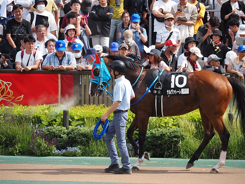 File:10R Deep Impact Cup (3win class, 4yo an up) dirt 1600m at tokyo raccourse (53749981132).jpg