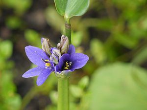 물달개비(P. vaginalis)