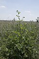 Arctium nemorosum Velennes (Somme), France