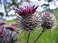 Flowerheads Zelhem, The Netherlands