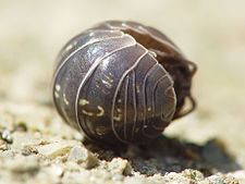 Armadillidium vulgare die hem in e bolletje rolt