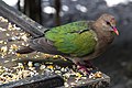 Pacific emerald dove