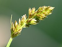 Carex vulpina