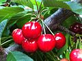 Cerises chiliennes. Le Chili est l'un des 5 premiers producteurs de cerises douces au monde.