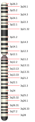 3. kromosoom