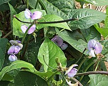 Cow pea1.jpg