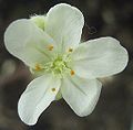 Drosera lanata