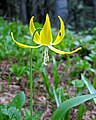 Velikocvjetni pasji zub (Erythronium grandiflorum)