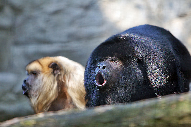 File:Howler monkey.jpg