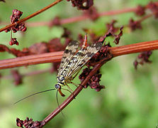 Panorpa vulgaris - femelle