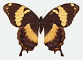 Papilio homerus (Homerus Swallowtail)