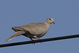 Streptopelia decaocto - Eurasian Collared Dove 02.jpg