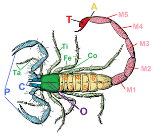 サソリ（緑色：前体、黄色：中体、ピンク色：終体、C：鋏角、P：触肢、薄緑色：脚）