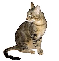 Black modified classic tabby Sokoke