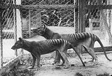 A pair of thylacines in Hobart Zoo prior to 1921 (the male in the background is larger than the female)