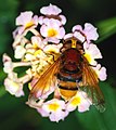 pestřenka sršňová Volucella zonaria