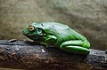 The white-lipped tree frog (Litoria infrafrenata) in the Kyiv zoo