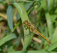 ♀ Sympetrum danae (Black Darter)