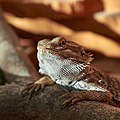 * Nomination Head of central bearded dragon (Pogona vitticeps) --Virtual-Pano 22:26, 16 March 2022 (UTC)  Comment there's a hint of CA on the left egde of the head. --MB-one 22:58, 16 March 2022 (UTC))  Done --Virtual-Pano 11:02, 17 March 2022 (UTC) * Promotion  Support Good quality now --MB-one 17:51, 18 March 2022 (UTC)