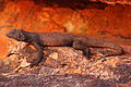 Mascul de Chuckwalla de talie mare, fotografie făcută în Munții White Tank, lângă Surprise, Arizona.