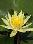 Nymphaea mexicana