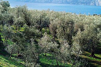 Olive trees