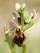 Ophrys morisii Ophrys × arachnitiformis