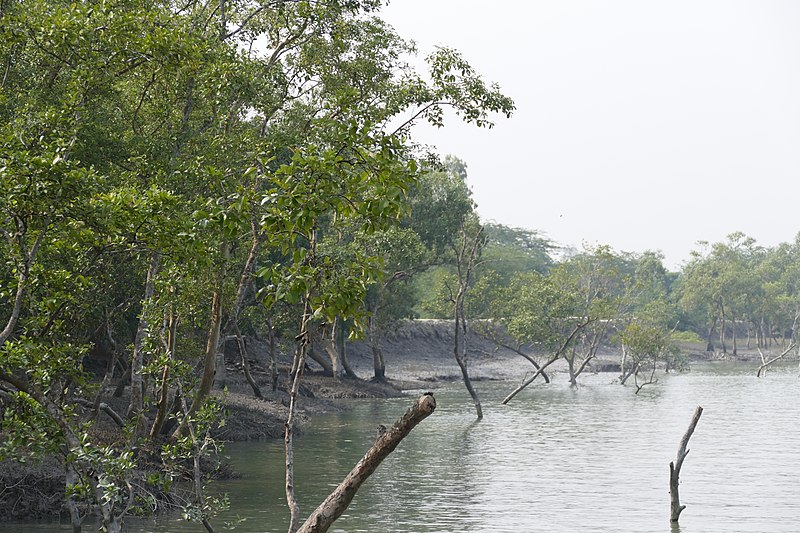 File:Boat to Satjelia in Sunderbans (24455859888).jpg