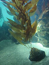 Macrocystis pyrifera (reuzenkelp), een bruinwier met 'stengels' en 'bladeren'.